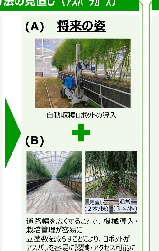 アスパラガス栽培における将来の姿と現状の比較を示すインフォグラフィック。自動収穫ロボットの導入や通路幅の変更による栽培管理の容易化、立茎数の削減によるロボットによる認識・アクセス可能性の向上について説明している。