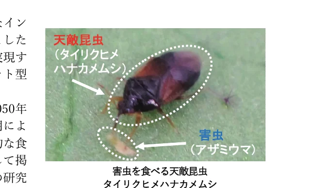 タイリクヒメハナカメムシがアザミウマを捕食している写真
