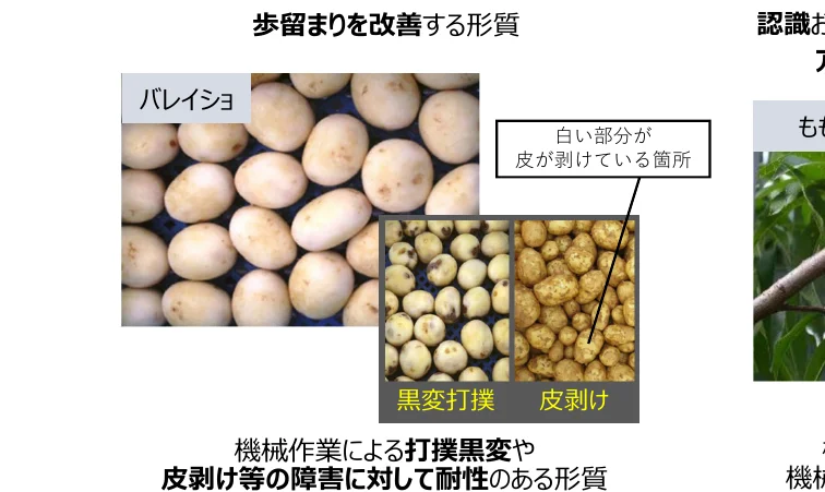 ジャガイモの品種と、機械作業による打撲黒変や皮剥けに対する耐性を示す写真。