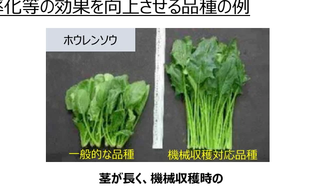 機械収穫に対応した品種のホウレンソウと一般的な品種のホウレンソウを比較した写真。