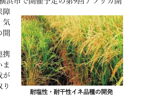 塩分と乾燥に強いイネ品種の開発