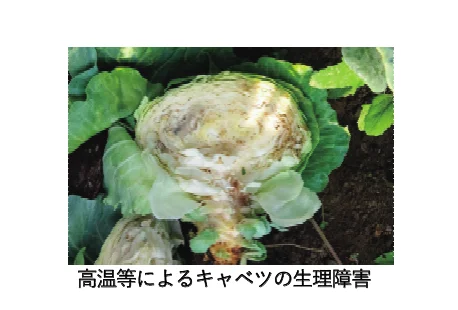 高温等によるキャベツの生理障害