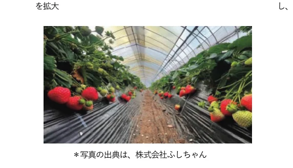 ビニールハウス内で栽培されているイチゴの写真