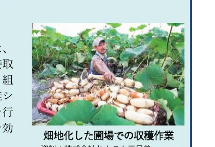 水田でレンコンを収穫する農家