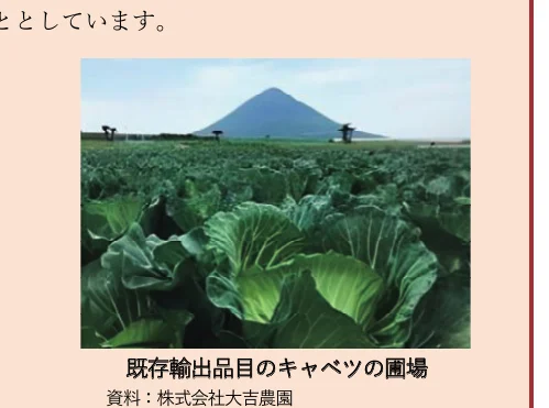 キャベツ畑の写真