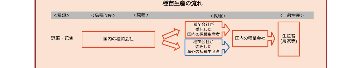 種苗生産の流れを示すフロー図。野菜・花きの種苗が、国内の種苗会社、国内・海外の採種生産者、そして最終的に生産者（農家等）へと流れていくプロセスを図示している。