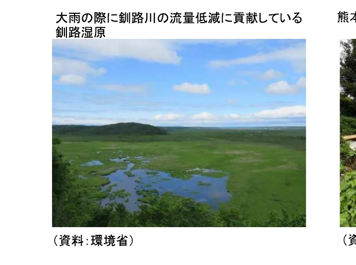大雨の際に釧路川の流量低減に貢献している釧路湿原