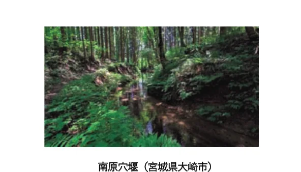 緑豊かな森の中を流れる小川の写真