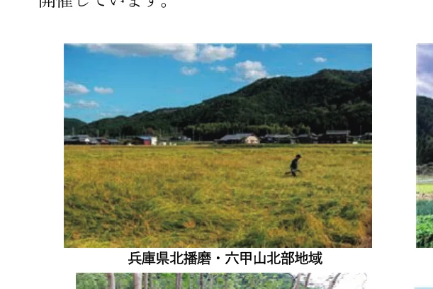 田んぼで作業する人