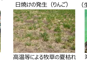 figure (conf=0.86)