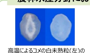 figure (conf=0.81)