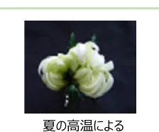 figure (conf=0.84)