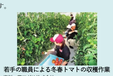 温室でトマトを収穫する人々