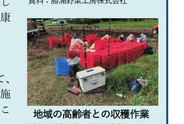 屋外の畑で赤いコンテナを並べて行われている、地域の高齢者との収穫作業の様子を写した写真