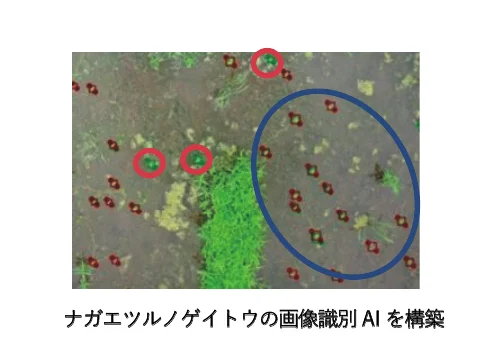 ナガエツルノゲイトウの画像識別AI構築に関する、赤と青のマークで囲まれた植物の空撮写真