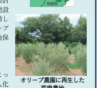 オリーブ農園に再生した荒廃農地の写真