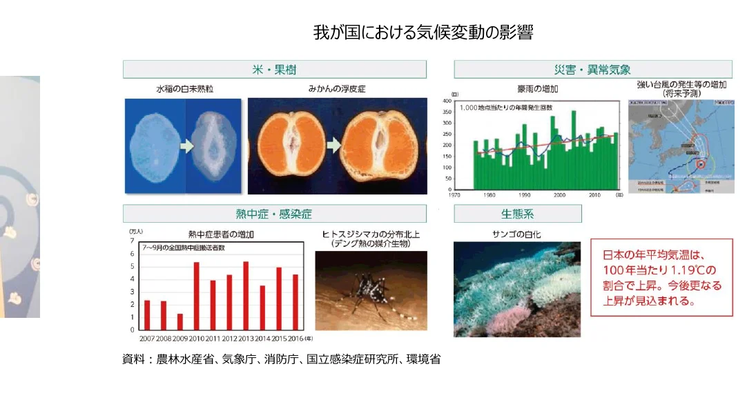 気候変動による米・果樹、熱中症・感染症、災害・異常気象、生態系への影響を示すインフォグラフィック